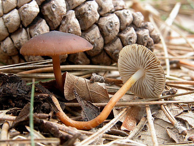 Strobilurus con sorpresa